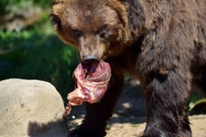 Does Smoking Meat Attract Bears?