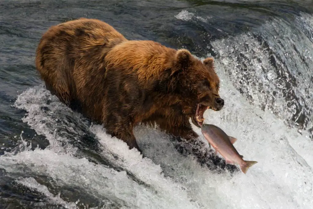 Does Smoking Meat Attract Bears? 1 91831341 L